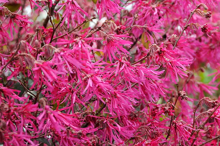 トキワマンサクとは｜育て方がわかる植物図鑑｜みんなの趣味の園芸