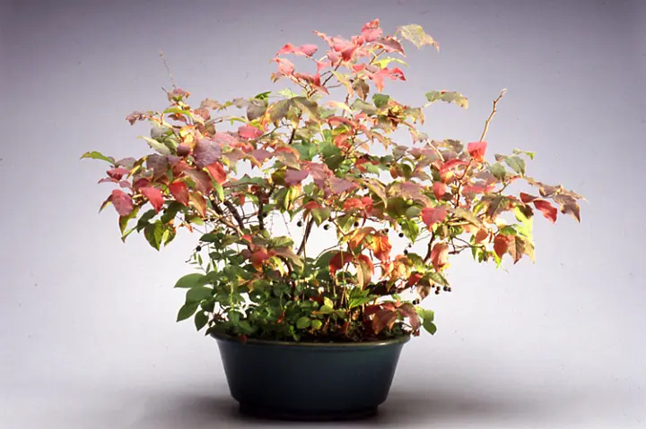 大学生 割引 ナツハゼの育て方・栽培方法｜植物図鑑｜みんなの趣味の園芸 盆栽