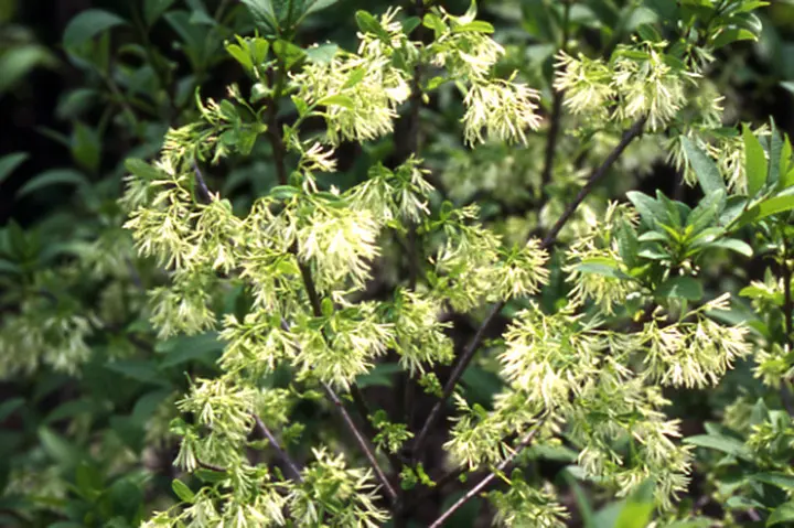 ヒトツバタゴとは｜育て方がわかる植物図鑑｜みんなの趣味の園芸