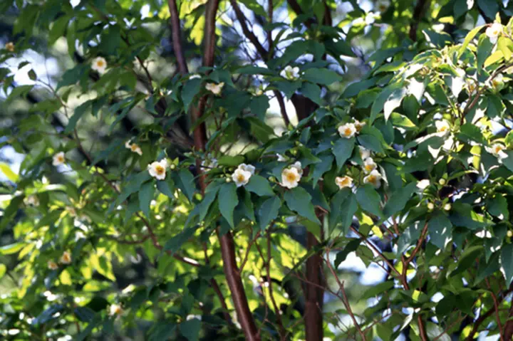 姫沙羅(ヒメシャラ)盆栽 SS039 姫沙羅(ヒメシャラ)盆栽 SS039 姫沙羅