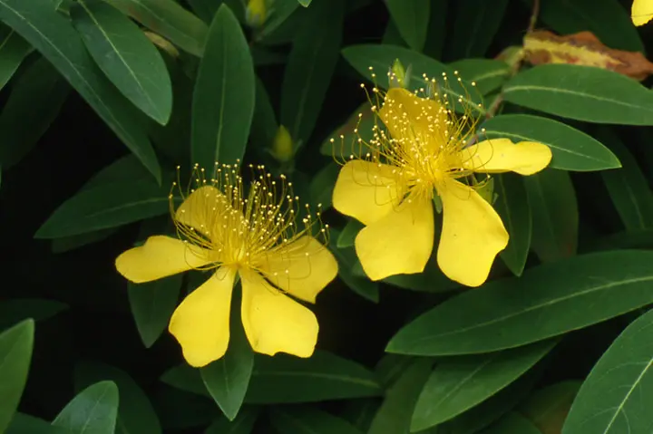 ビヨウヤナギとは|育て方がわかる植物図鑑|みんなの趣味の園芸 ビヨウヤナギとは|育て方がわかる植物図鑑|みんなの趣味の園芸