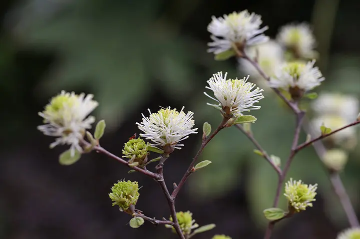 フォザギラ・マヨールとは｜育て方がわかる植物図鑑｜みんなの趣味の