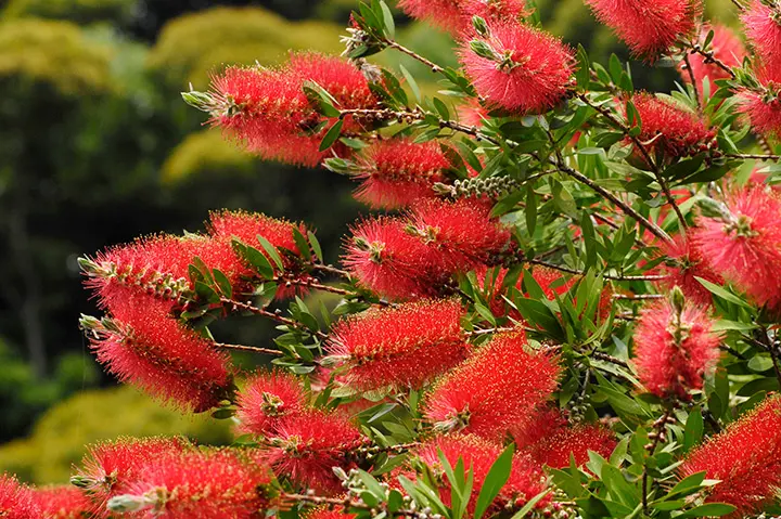 ブラシノキとは｜育て方がわかる植物図鑑｜みんなの趣味の園芸