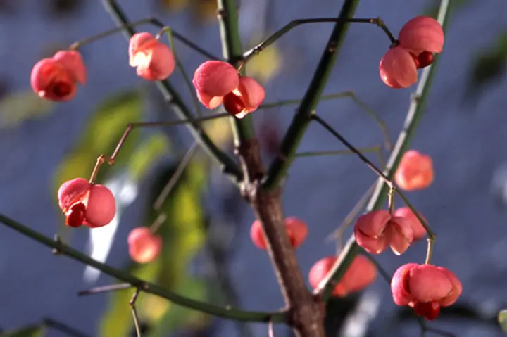 秋の足音。山採りコマユミ。 秋の足音。山採りコマユミ。 マユミとは｜育て方がわかる植物図鑑