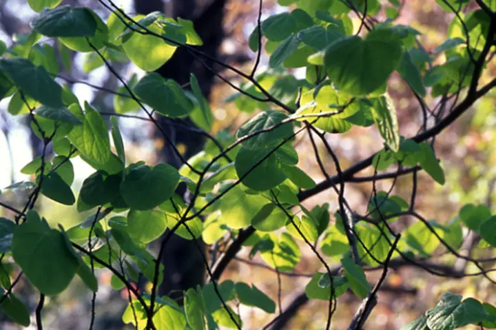 マルバノキとは｜育て方がわかる植物図鑑｜みんなの趣味の園芸（NHK出版）