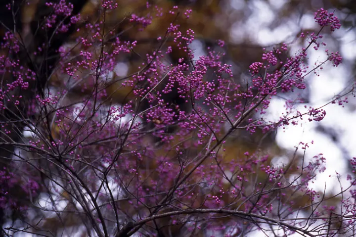 ムラサキシキブとは｜育て方がわかる植物図鑑｜みんなの趣味の園芸