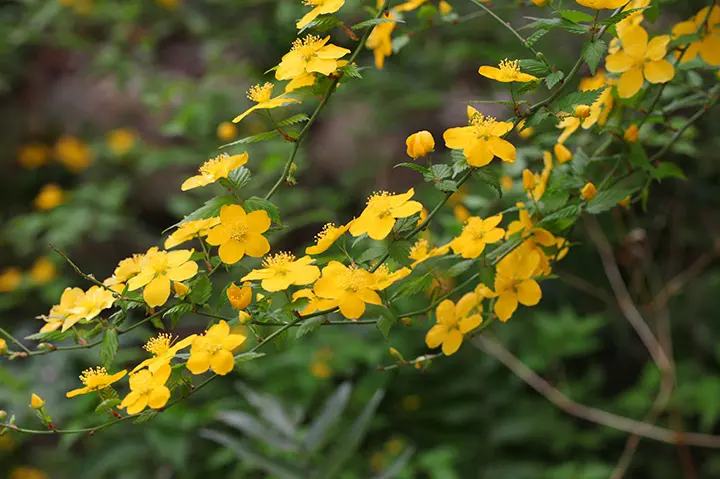 ヤマブキとは・基本情報｜育て方がわかる植物図鑑｜みんなの趣味の園芸