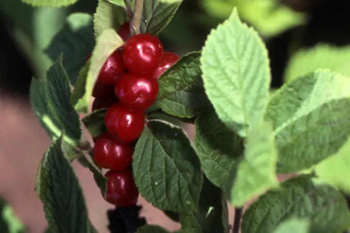 ゆすらうめです 41V-iUA1OtL._UF350,350_QL50_.jpg