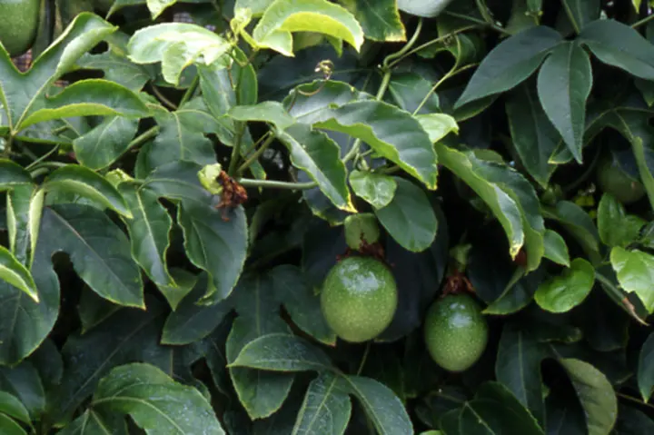 パッションフルーツとは｜育て方がわかる植物図鑑｜みんなの趣味の園芸 