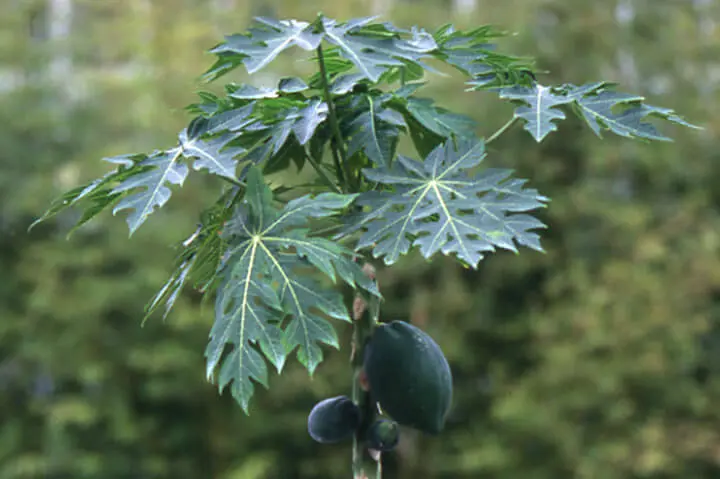 パパイヤとは｜育て方がわかる植物図鑑｜みんなの趣味の園芸（NHK出版）