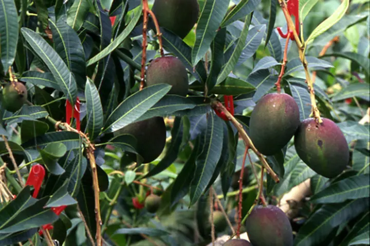 22-25ヤマシタマンゴー苗 耐寒性 マンゴーの育て方・栽培方法｜植物図鑑