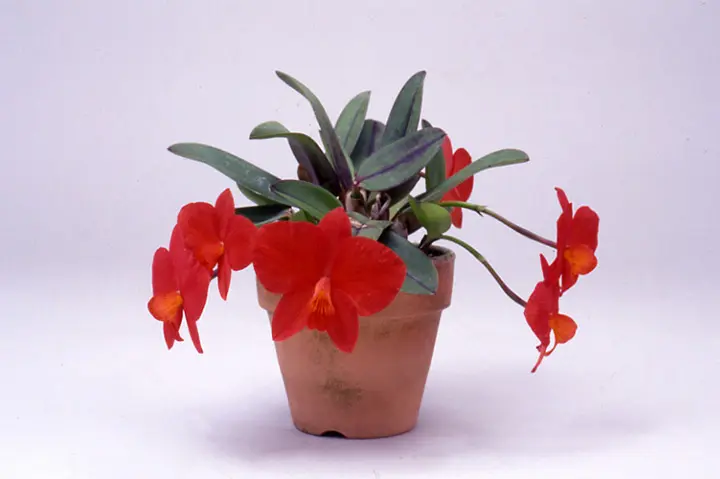 カトレア・コクシネアとは｜育て方がわかる植物図鑑｜みんなの