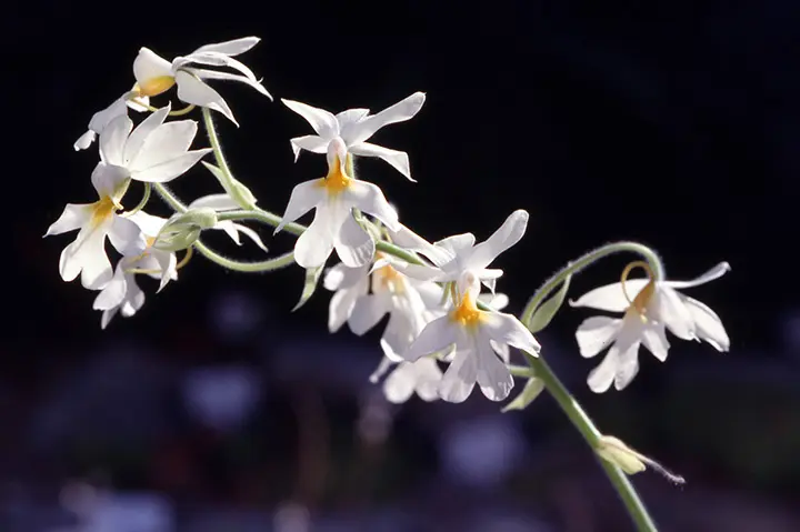 カランセの育て方・栽培方法｜植物図鑑｜みんなの趣味の園芸（NHK出版）