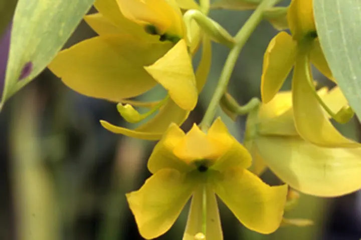 シクノチェスとは｜育て方がわかる植物図鑑｜みんなの趣味の園芸（NHK