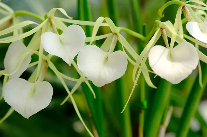 ブラサボラの育て方・栽培方法｜植物図鑑｜みんなの趣味の園芸（NHK出版）