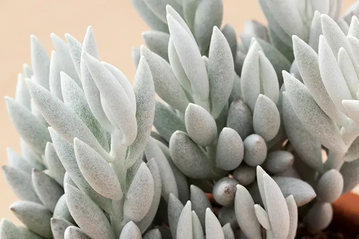 セネシオ（多肉植物）の育て方・栽培方法｜植物図鑑｜みんなの趣味の