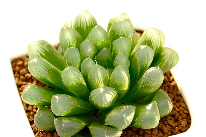 ハオルチア'白帝城'の基本情報・育て方|多肉植物・サボテン図鑑 ハオルチア'白帝城'の基本情報・育て方|多肉植物・サボテン図鑑