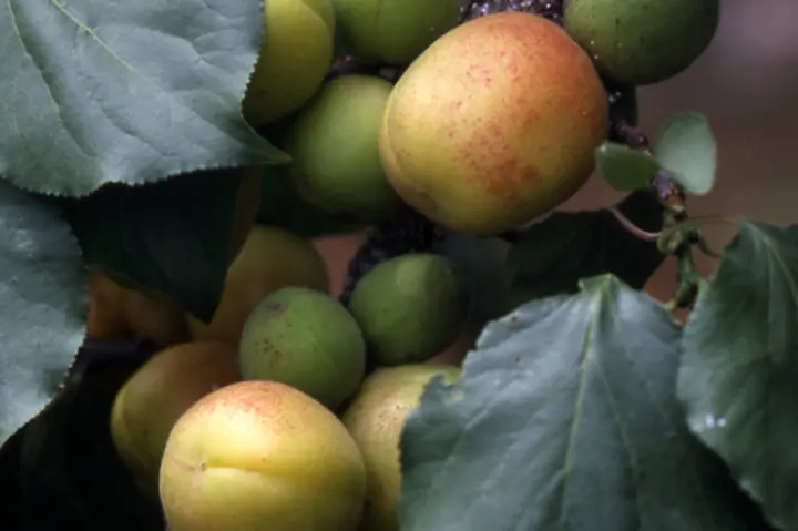 アンズとは｜育て方がわかる植物図鑑｜みんなの趣味の園芸（NHK出版）