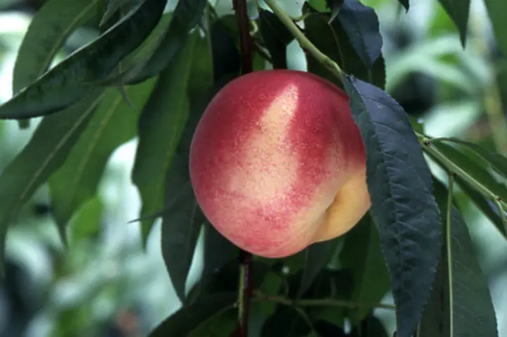 大紅蟠桃　苗　蟠桃　バントウ　桃　樹木　果樹　珍しい　果物 大紅蟠桃 苗 蟠桃 バントウ 桃 樹木 果樹 珍しい 果物 大紅蟠桃 苗