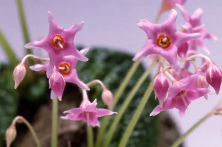 イワタバコの育て方・栽培方法｜植物図鑑｜みんなの趣味の園芸（NHK出版）