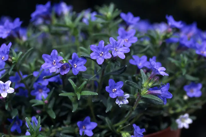 ほたるかずら ミヤマホタルカズラとは｜育て方がわかる植物図鑑｜みんなの趣味の園芸