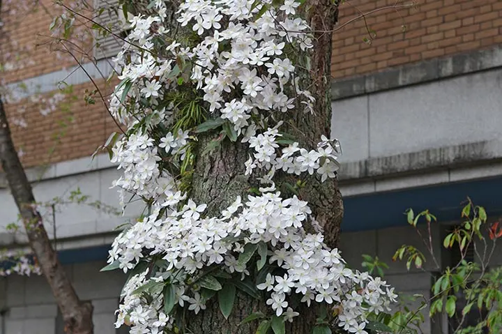 クレマチス（春咲き）とは｜育て方がわかる植物図鑑｜みんなの趣味の