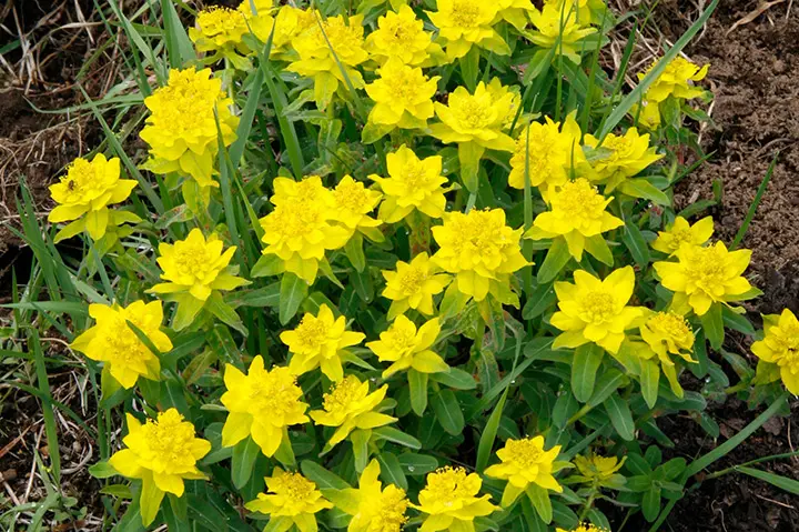 ユーフォルビアとは｜育て方がわかる植物図鑑｜みんなの趣味の園芸