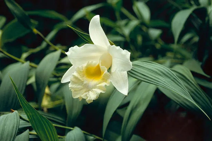 ソブラリアとは｜育て方がわかる植物図鑑｜みんなの趣味の園芸（NHK出版）