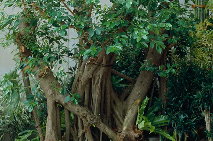 ガジュマルの育て方・栽培方法｜植物図鑑｜みんなの趣味の園芸（NHK出版）