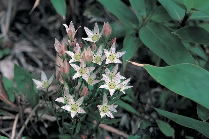 入手困難】薬用植物栽培全科 【公式通販】