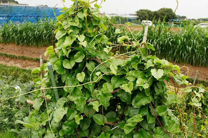 おかわかめ120g　朝取　葉　オカワカメ　雲南百薬　無農薬栽培　お試量　健康野菜 おかわかめ120g 朝取 葉 オカワカメ 雲南百薬 無農薬栽培 お試量