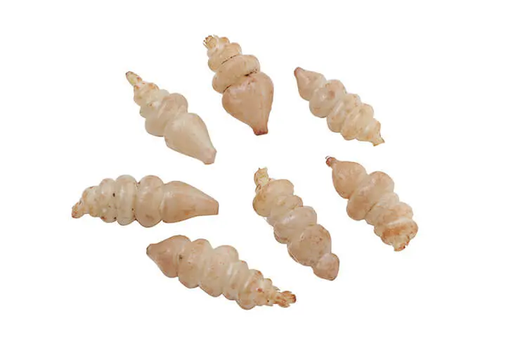 珍野菜　チョロギ　초석잠 2キロ チョロギとは｜育て方がわかる植物図鑑｜みんなの趣味の園芸（NHK出版）