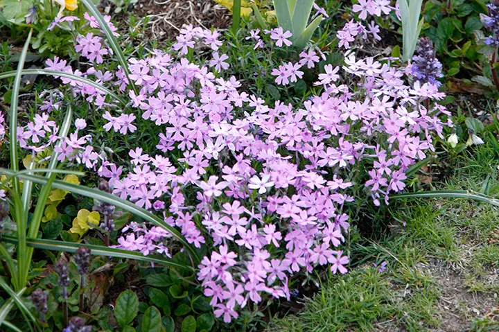 芝桜　苗　根付き　確認画像 芝桜 苗 根付き 確認画像