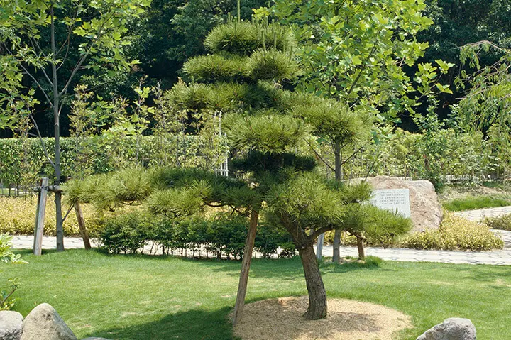 マツの仲間とは｜育て方がわかる植物図鑑｜みんなの趣味の園芸（NHK出版）
