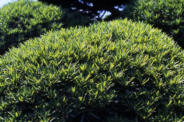 イヌマキとは｜育て方がわかる植物図鑑｜みんなの趣味の園芸（NHK出版）