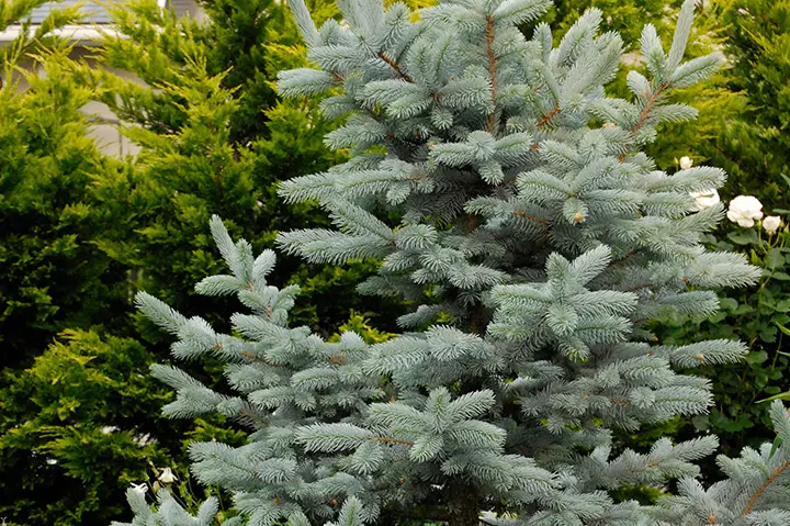 トウヒの仲間とは｜育て方がわかる植物図鑑｜みんなの趣味の園芸