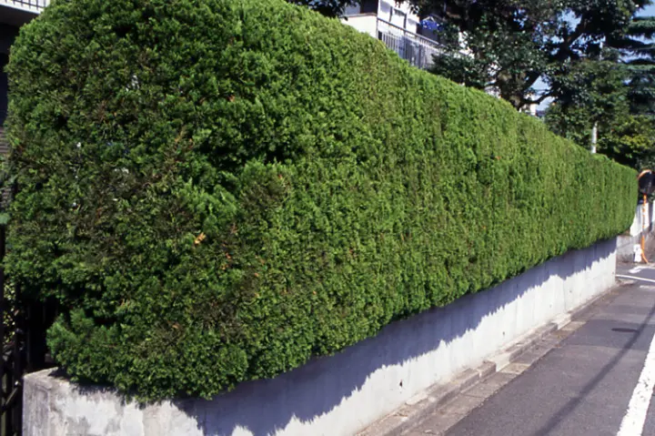 ビャクシンの仲間の育て方・栽培方法｜植物図鑑｜みんなの趣味の園芸