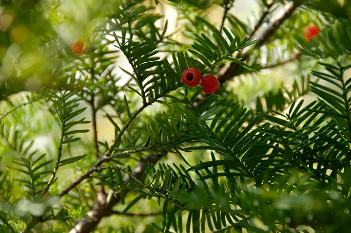 イチイ（一位）の切り株のちゃぶ台です。 イチイ（一位）の1枚板の