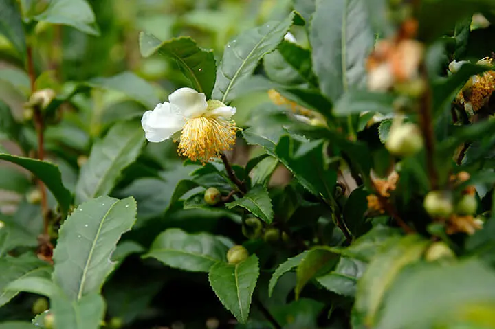 茶の木 チャノキとは｜育て方がわかる植物図鑑｜みんなの趣味の園芸（NHK出版）