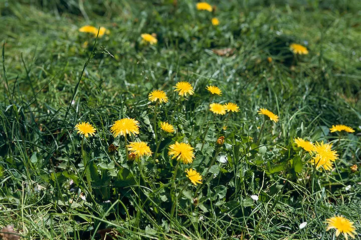 タンポポの育て方・栽培方法｜植物図鑑｜みんなの趣味の園芸（NHK出版）