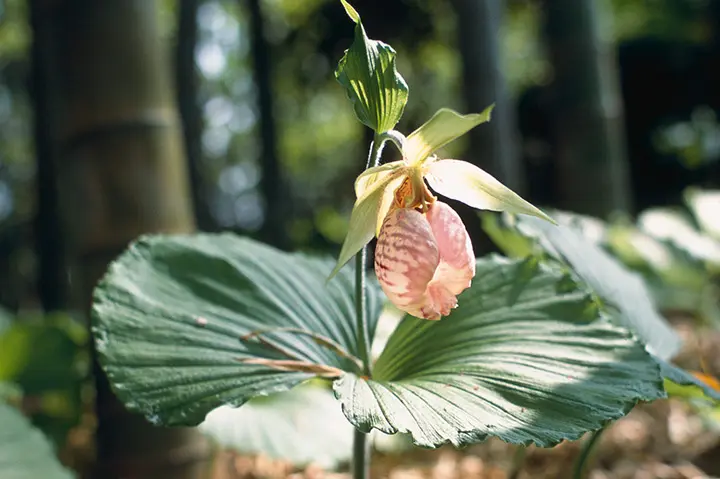 クマガイソウ C クマガイソウ - 野山に自然に咲く花のページ