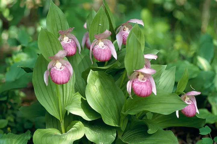 アツモリソウとは｜育て方がわかる植物図鑑｜みんなの趣味の園芸（NHK