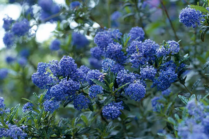 セアノサスの育て方・栽培方法｜植物図鑑｜みんなの趣味の園芸（NHK出版）