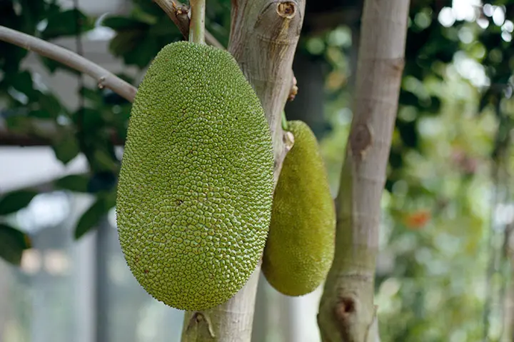 ジャックフルーツとは｜育て方がわかる植物図鑑｜みんなの趣味の園芸