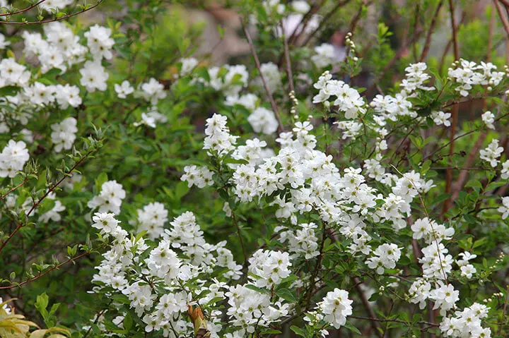 育て方がわかる植物図鑑・花図鑑｜みんなの趣味の園芸（NHK出版）