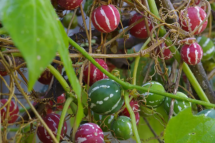 オキナワスズメウリとは｜育て方がわかる植物図鑑｜みんなの趣味の園芸