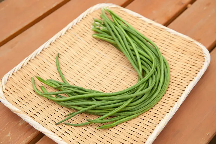 三尺ササゲとは｜育て方がわかる植物図鑑｜みんなの趣味の園芸（NHK出版）