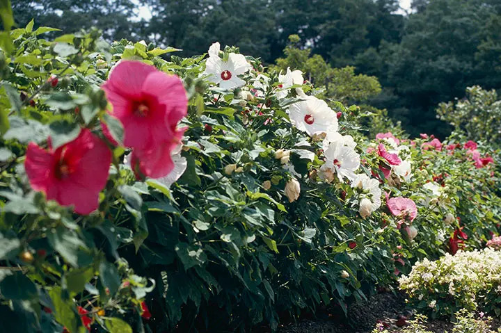 アメリカフヨウ 苗木 6本 まとめ売り フヨウ 苗 販売 トオヤマグリーン