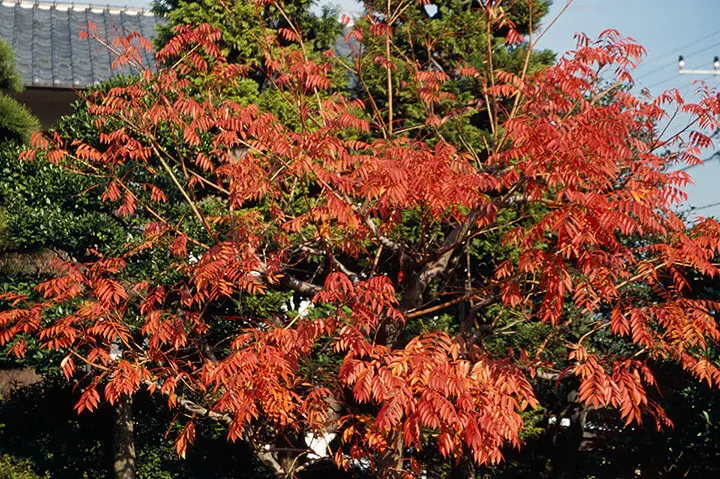 ナナカマドの仲間の育て方・栽培方法｜植物図鑑｜みんなの趣味の園芸