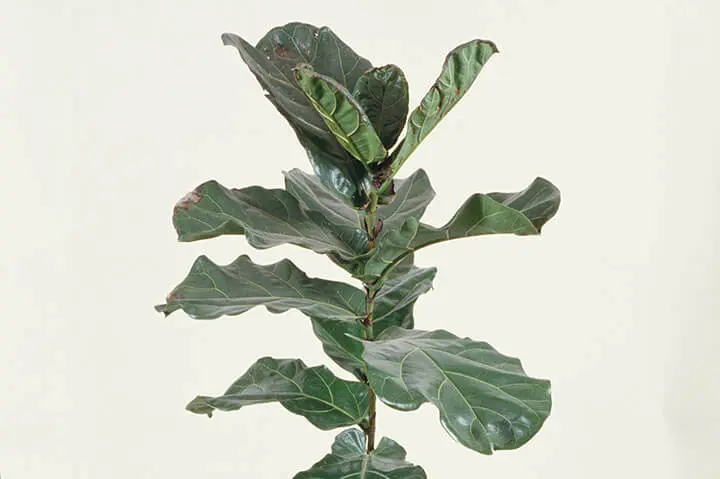 カシワバゴムノキ（フィカス・リラータ）の育て方・栽培方法｜植物図鑑